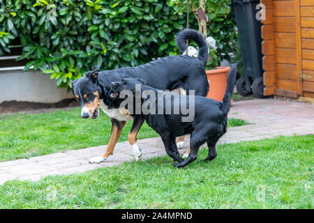 Appenzeller Sennenhund spielt mit einem Labrador mix Welpen im Freien Stockfoto