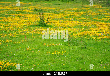 Die gemeinsamen Vogel foot Trefoil (Lotus conrniculatus) Blühende in einem Feld. Stockfoto