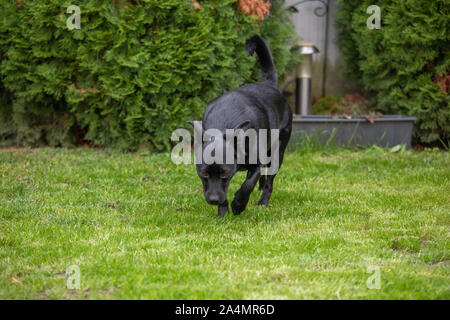 Ein kleiner schwarzer Hund draußen im grünen Gras. Der Hund ist ein gemischtes eines Labrador Retriever. Stockfoto