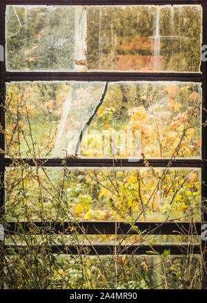 Dirty geknackt Windows von einem alten, verlassenen Gewächshaus mit rostigen Rahmen. Stockfoto