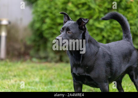 Ein kleiner schwarzer Hund draußen im grünen Gras. Der Hund ist ein gemischtes eines Labrador Retriever.