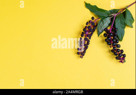 Pokeweed Beeren im Herbst auf einem gelben Oberfläche Stockfoto