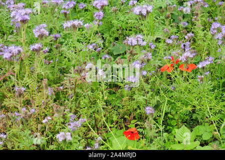 Phacelia tanacetifolia, Scorpion Unkraut, oder Fiddleneck, wachsende mit Klatschmohn, Papaver rhoeas, wachsende t der Seite einer Gasse. Stockfoto