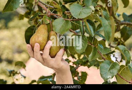 Frau mit in ihre Hand und Rippen zwei Birnen vom Baum Ast mit Blätter. Ernte an einem sonnigen Herbsttag. Stockfoto