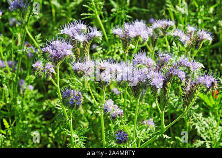 Bumble Bee, Bombus terrestris, und grüne Käfer Oedemera nobilis auf Blumen von Phacelia tanacetifolia, Scorpion Unkraut, immer an der Seite einer Gasse. Stockfoto