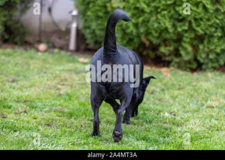 Kleines Kreuz Rasse Hund von hinten in einer Wiese Stockfoto