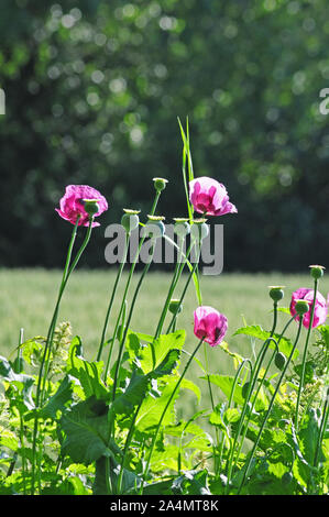 Opium. Papaver somniferum. Gegen das Licht. Stockfoto