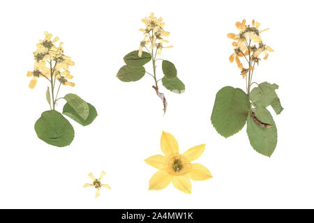 Herbarium. Zusammensetzung der gedrückt und Pflanzen mit weißen und gelben Blumen auf weißem Hintergrund getrocknet. Stockfoto