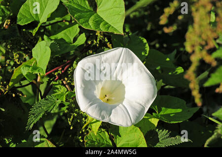 Käfer in einem bindweed Blume. (Calystegia sepium.) die Bestäubung. Der Befruchtung. Stockfoto