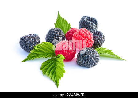 Mix Beeren mit Blatt. Verschiedene frische Beeren auf weißem Hintergrund. Himbeere, Brombeere. Stockfoto