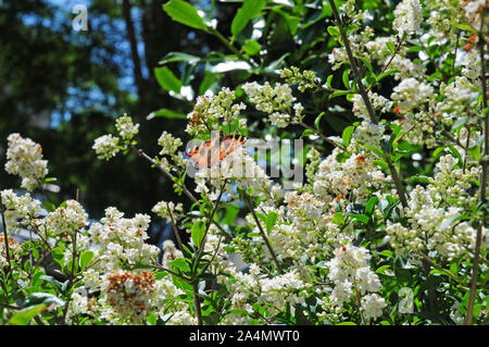 Schmetterling kleiner Fuchs Nymphalis urticae auf Fading Liguster Blumen. Ligustrum Ovalifolium. Stockfoto