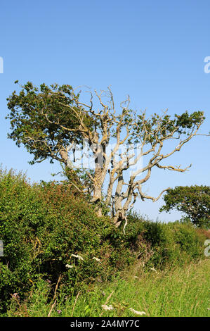 Eiche, Quercus robur, in einer Hecke, durch Salz Winde getötet. Stockfoto