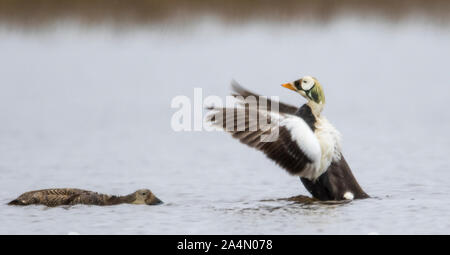 Seabird auf dem Wasser Stockfoto