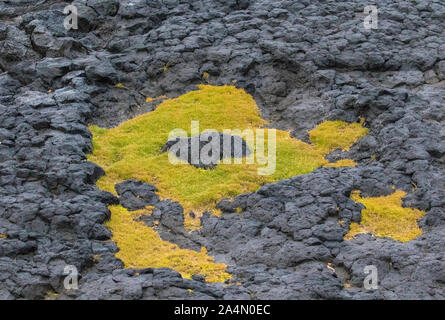 Moos auf den Felsen Stockfoto