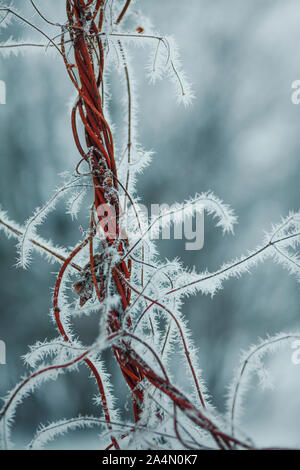 Frost am Werk Stockfoto