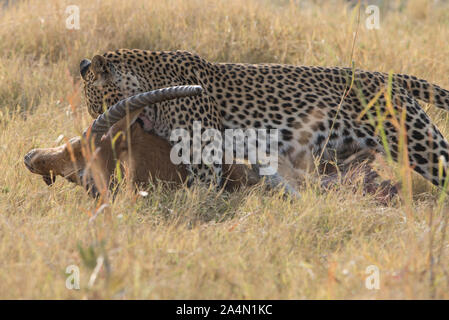 Männliche Leopard (panthera pardus) Ziehen der roten Letschwe töten im Moremi National Park (khwai), Botswana Stockfoto