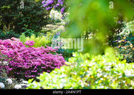 Blumen im Garten Stockfoto