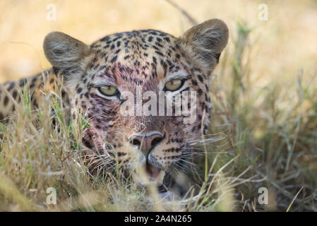 Porträt einer männlichen Leopard (panthera pardus) mit einer blutigen Gesicht nach seiner Mahlzeit im Moremi Nationalpark, Botswana in Stockfoto
