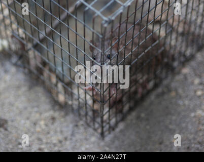 Ratte im Käfig Stockfoto