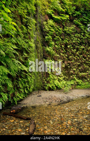 CA 03648-00 ... Kalifornien - Farne wachsen auf die Felswände in Farn Schlucht im Prairie Creek Redwoods State Park. Stockfoto