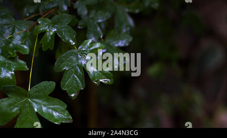 Feld Ahorn (Acer campestre) nach dem Regen. Stockfoto