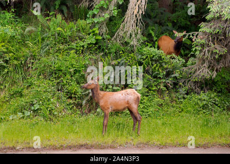 CA 03655-00 ... Kalifornien - Junge Roosevelt elk Neben dem Gold Bluffs Road an der Küste Abschnitt der Prairie Creek Redwoods State Park. Stockfoto