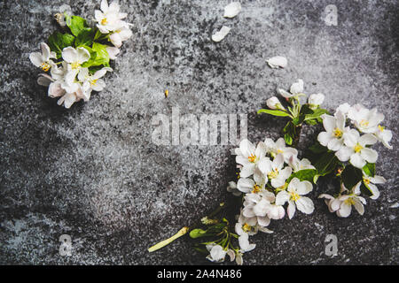 Weiße Blüten auf grauem Hintergrund Stockfoto