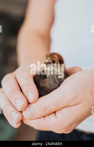 Hände, die kleinen Küken Stockfoto