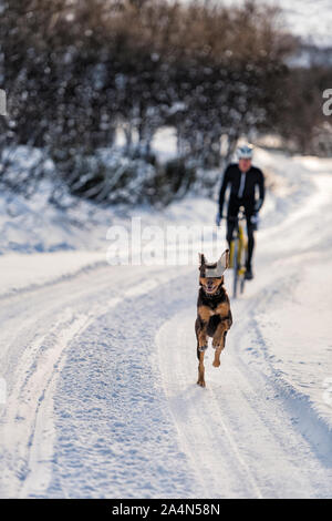 Hund läuft auf Winter Straße Stockfoto