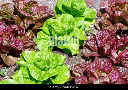 Reihen von Rot und Grün Kopfsalat in einem Garten Gemüsebeet wachsende Stockfoto