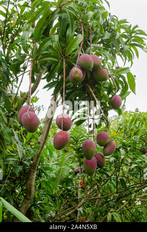 Irwin Mangos auf Baum Stockfoto