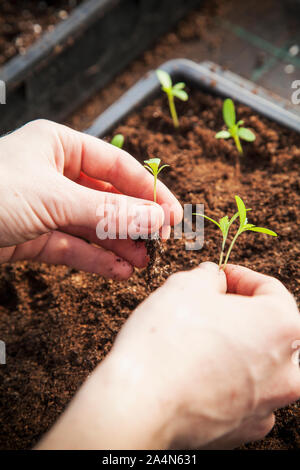 Das Einpflanzen von Pflanzgut Stockfoto