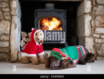 Festliche Hunde vor dem Feuer Stockfoto