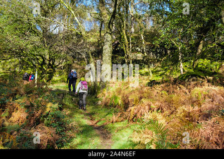 Coed Craflwyn Holz mit Menschen zu Fuß auf einem Wanderweg durch den Wald Bäume mit dappled Sonnenschein in Snowdonia National Park im Herbst. Wales UK Stockfoto