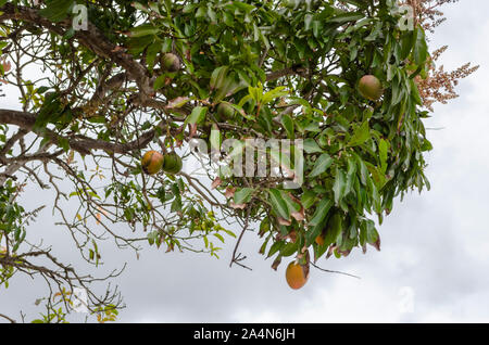 Reife Mangos und Blüten am Baum Stockfoto