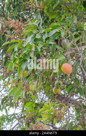 Reife Mangos auf Baum Stockfoto