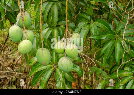 Bündeln der grünen Gemeinsame Mangos Stockfoto