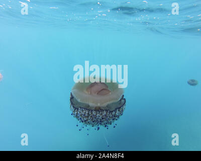 Cotylorhiza tuberculata ist eine Pflanzenart aus der Gattung der Quallen, der Stamm Cnidaria, auch als das Mittelmeer Qualle bekannt, mediterrane Gelee oder Spiegelei Stockfoto