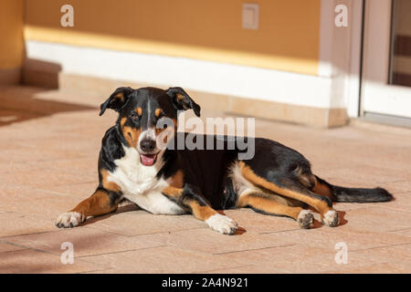 Niedlichen Hund auf dem Boden, Appenzeller Sennenhund Stockfoto