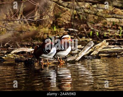 Zwei männliche Mandarin Enten Aix galericulata sitzen am See auf einer frühen Frühling. Stockfoto