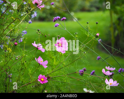 Pretty Pink Cosmos Blumen und lila Eisenkraut im Sommergarten Stockfoto