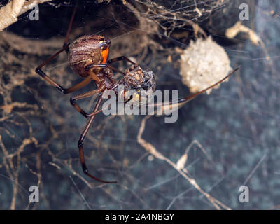 Makroaufnahme eines weiblichen Braun Witwe Spinne, Latrodectus geometricus, mit Fliege Beute los Wrapped in Silk. Stockfoto