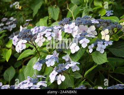 Eine schöne blühende Hydrangea serrata Greyswood in Full Bloom in einem Garten in Sawdon North Yorkshire England Großbritannien Stockfoto