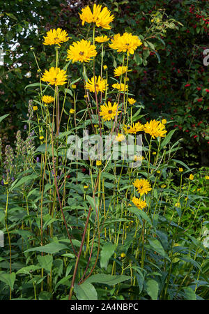 Schöne gelbe Helianthus X Multiflorus Blumen in einem Garten in Sawdon North Yorkshire England Großbritannien Stockfoto