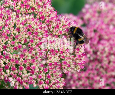 Eine gepuffte Bumblebee, die sich auf Nectar auf einem Sedum Flower Head Autumn Joy in a Garden in Sawdon North Yorkshire England Großbritannien ernährt Stockfoto