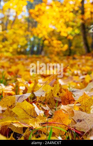 Wunderbare Herbst Landschaft mit schönen gelben und orange farbige Blätter, bis Blatt schließen und unscharfen Hintergrund, vertikal Stockfoto
