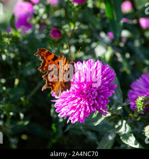 Ein wunderschöner Komma Schmetterling, der auf Nectar auf einer purply pinken Chrysanthemumblume in einem Garten in Sawdon North Yorkshire England Großbritannien füttert Stockfoto