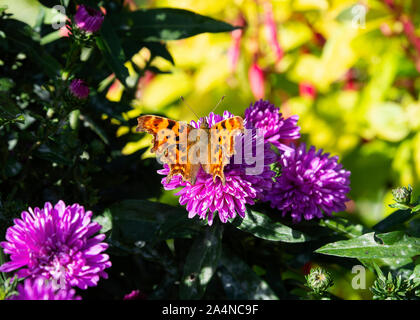 Ein wunderschöner Komma Schmetterling, der auf Nectar auf einer purply pinken Chrysanthemumblume in einem Garten in Sawdon North Yorkshire England Großbritannien füttert Stockfoto