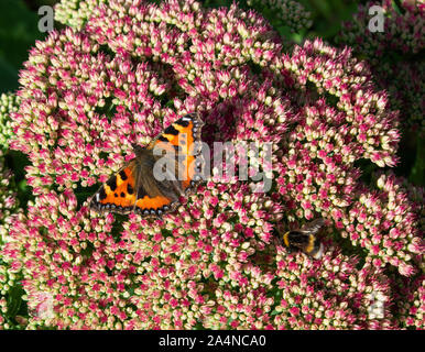 Ein kleiner Tortoiseshell Butterfly, der auf Nectar auf einem Sedum Flower Head in einem Garten in der Nähe von Sawdon North Yorkshire England Großbritannien ernährt Stockfoto