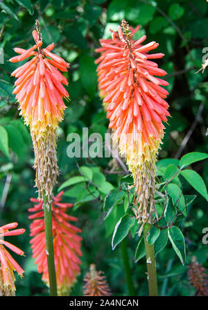 Schöne rot-heiße Poker Blumen in Bloom in einem Garten in Sawdon North Yorkshire England Stockfoto